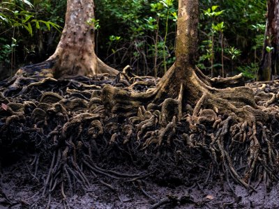 Dichte Wurzeln von zwei Mangrovenbäumen